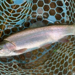 今季２匹目のイトウをキャッチ ～フィッシングパーク高島の泉～